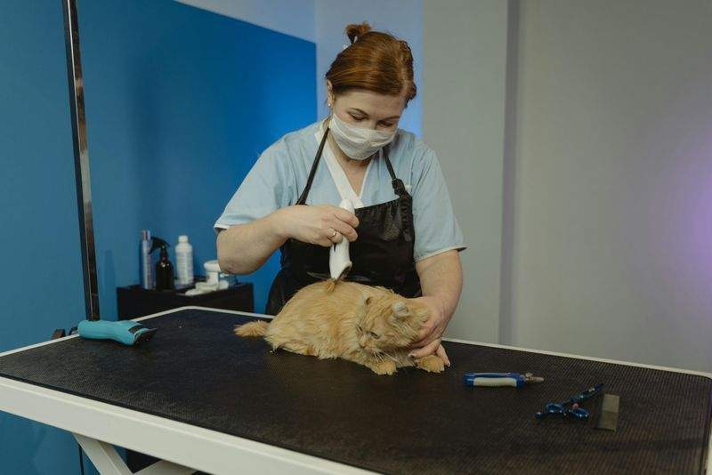 Tierarztpraxis GesundPfote - Image 12